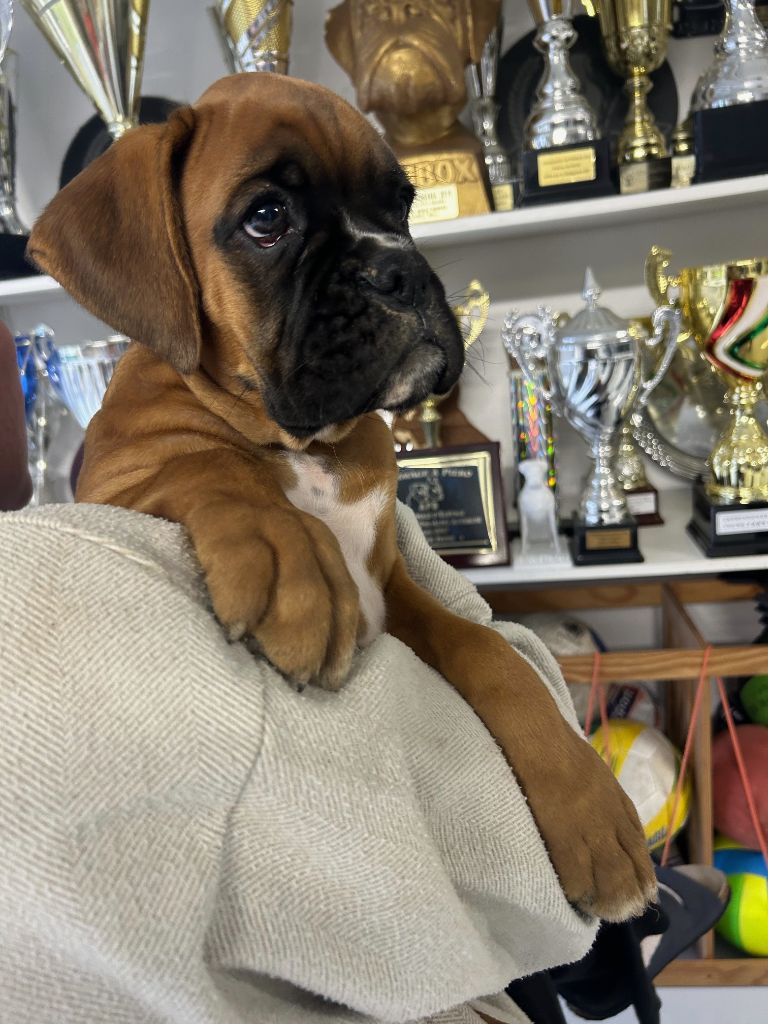 Von Meros - Chiot disponible  - Boxer