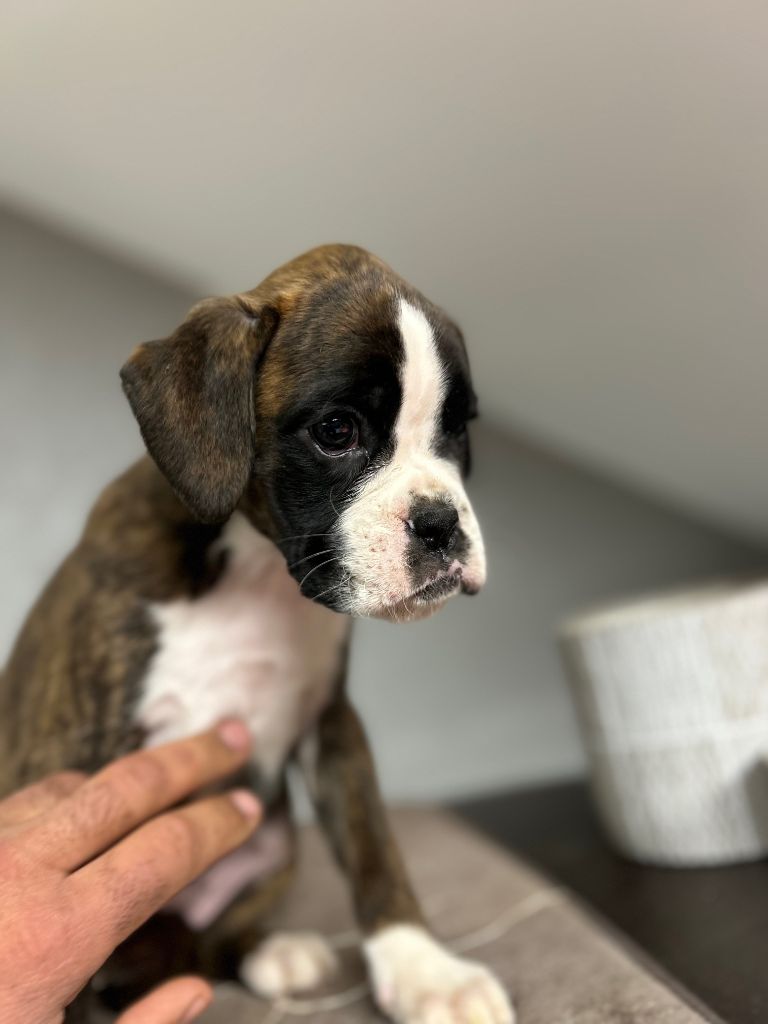 Von Meros - Chiot disponible  - Boxer