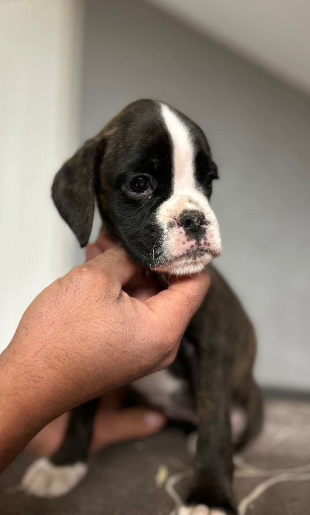 Von Meros - Chiot disponible  - Boxer