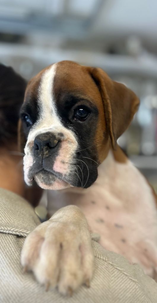 Von Meros - Chiot disponible  - Boxer