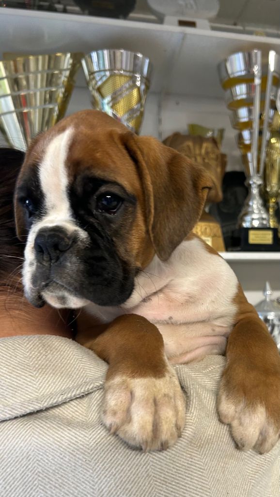 Von Meros - Chiot disponible  - Boxer