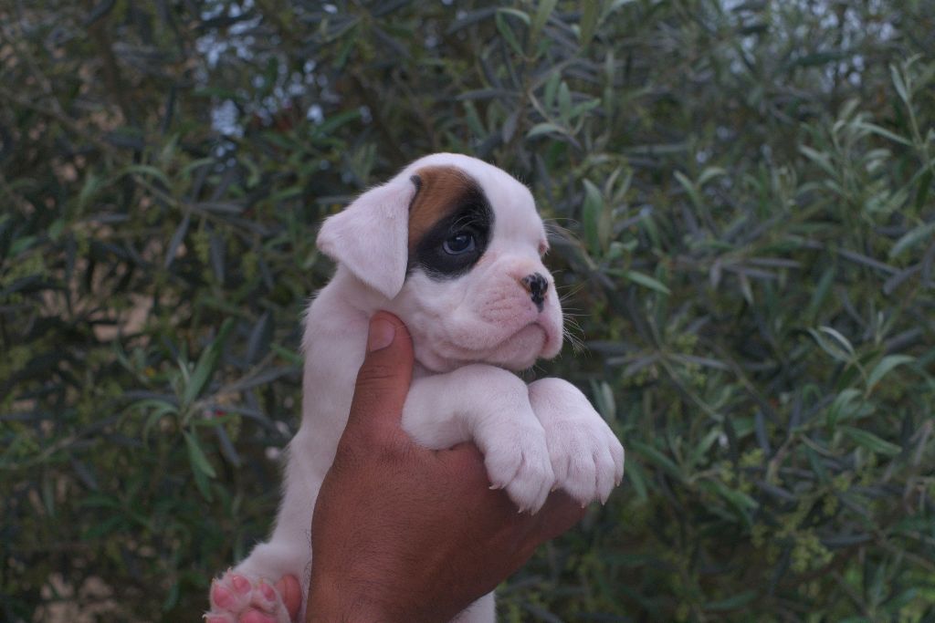 Von Meros - Chiots disponibles - Boxer