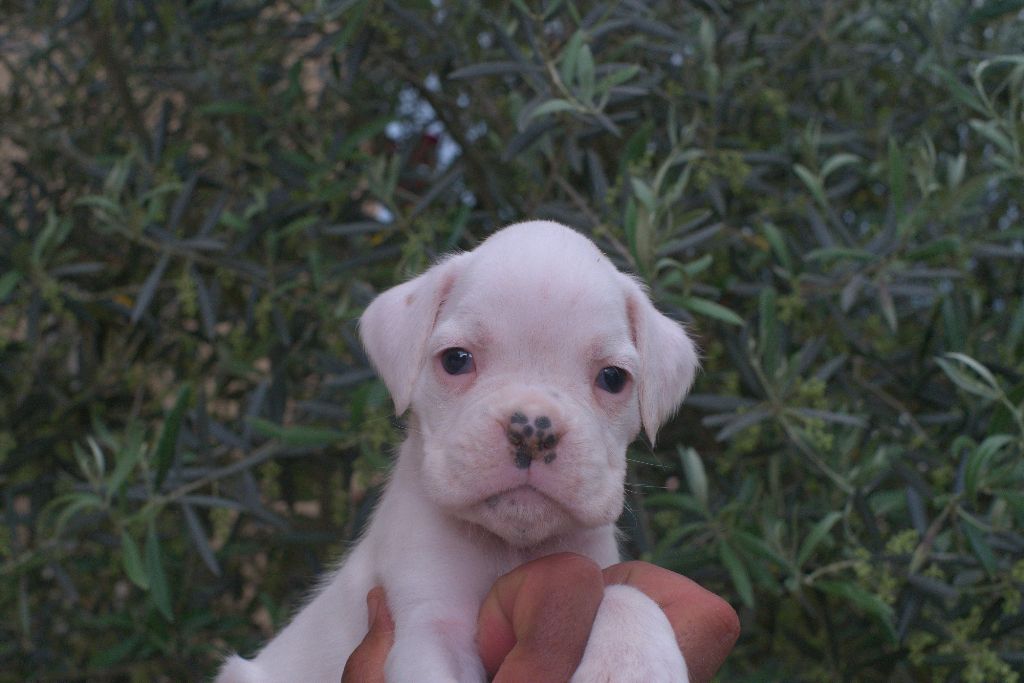 Von Meros - Chiots disponibles - Boxer