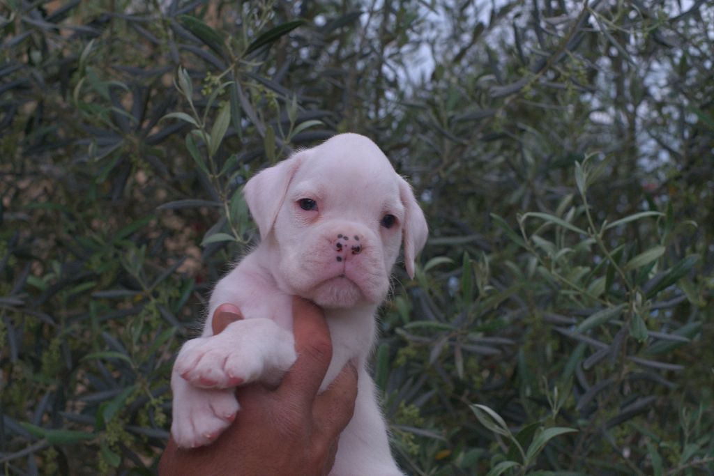 Von Meros - Chiots disponibles - Boxer